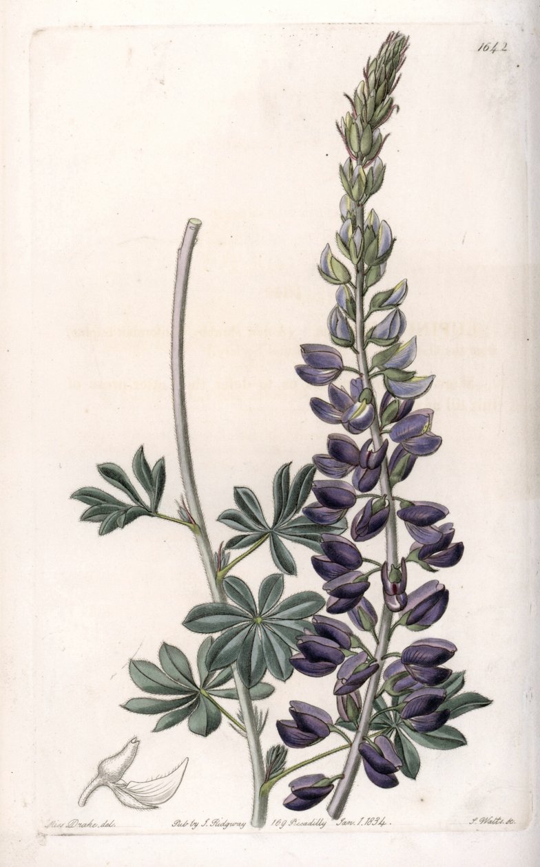 Odmiana łubinu fioletowego - Grawerowane przez S.Wattsa, z ilustracji Sarah Anne Drake (1803-1857), z rejestru botanicznego Sydenham Edwards (1768-1819), Anglia autorstwa Sydenham Teast Edwards