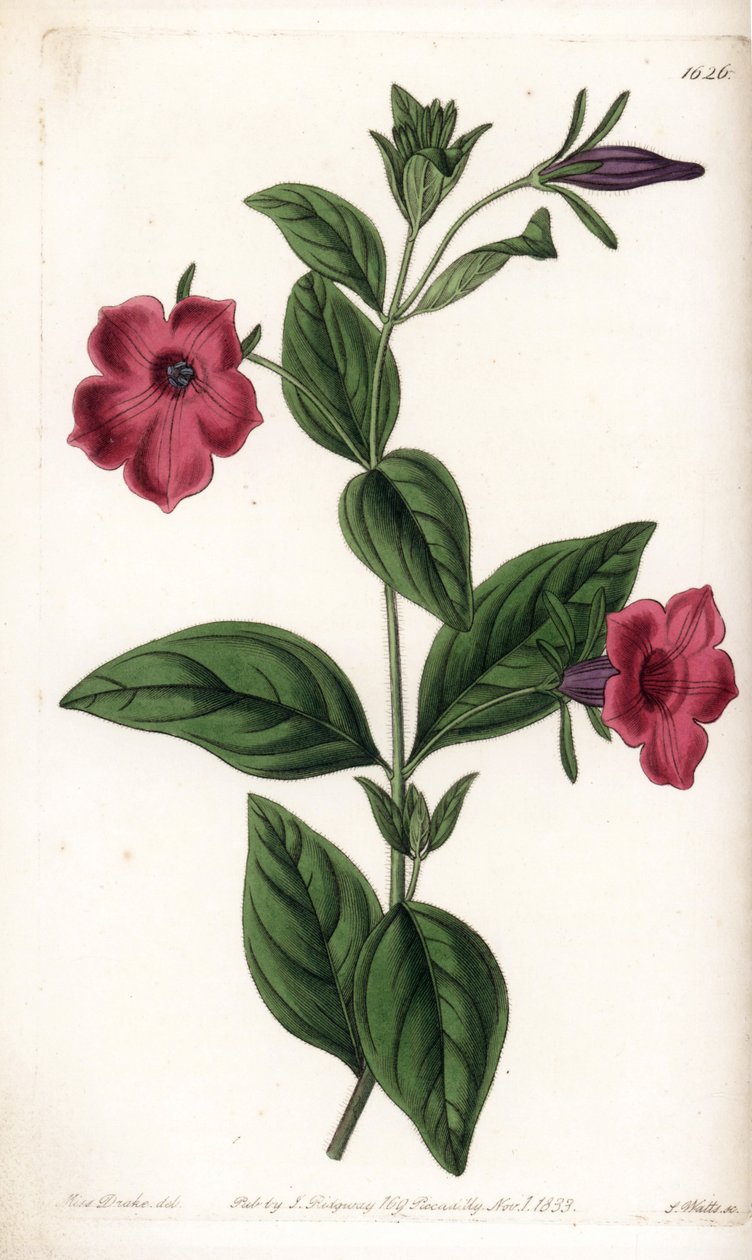 Fioletowa petunia kwiatowa - Talerz grawerowany przez S.Wattsa, z ilustracji Sarah Anne Drake (1803-1857), z rejestru botanicznego Sydenham Edwards (1768-1819), Anglia autorstwa Sydenham Teast Edwards