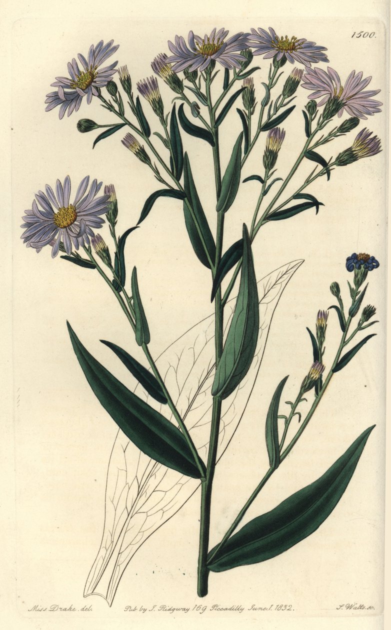 Odmiana aster purpurowokwiatowy - Symphyotrichum laeve (Aster gładki, Aster laevis). Ręcznie barwiony miedzioryt autorstwa S. Wattsa według ilustracji panny Sarah Drake z rejestru botanicznego Sydenham Edwards, Ridgeway, Londyn autorstwa Sydenham Teast Edwards