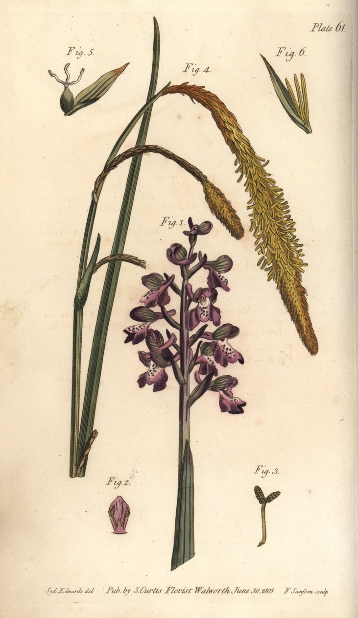 Storczyk purpurowy, Storczyk męski, Gynandria autorstwa Sydenham Teast Edwards