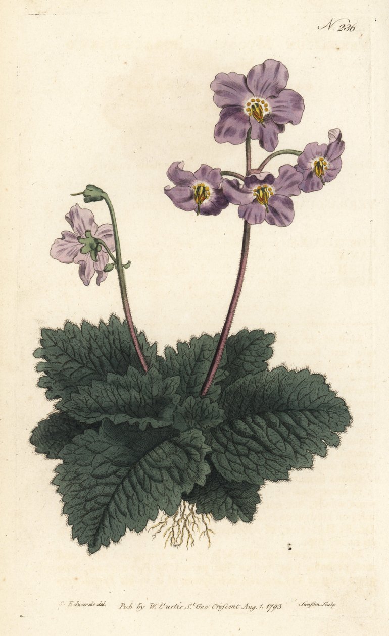 Ramondy (lub ramonde) z Pirenejów - fiołek pirenejski, Ramonda myconi (Borage-Lev
