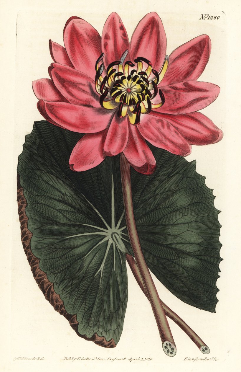 Red Lotus - Lilia wodna o czerwonych kwiatach, Nymphaea rubra. Ręcznie barwiony miedzioryt autorstwa F. Sansoma Jr. według ilustracji Sydenhama Edwardsa z magazynu botanicznego Williama Curtisa, T. Curtis, Londyn autorstwa Sydenham Teast Edwards