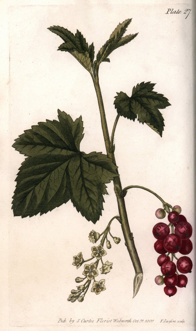 Porzeczkowy. Kolorowa miedzioryt, ilustracja Sydenham Edwards (1768-1819) dla Konferencji Botanicznej, Ogród Botaniczny Lambeth (Anglia) autorstwa Sydenham Teast Edwards