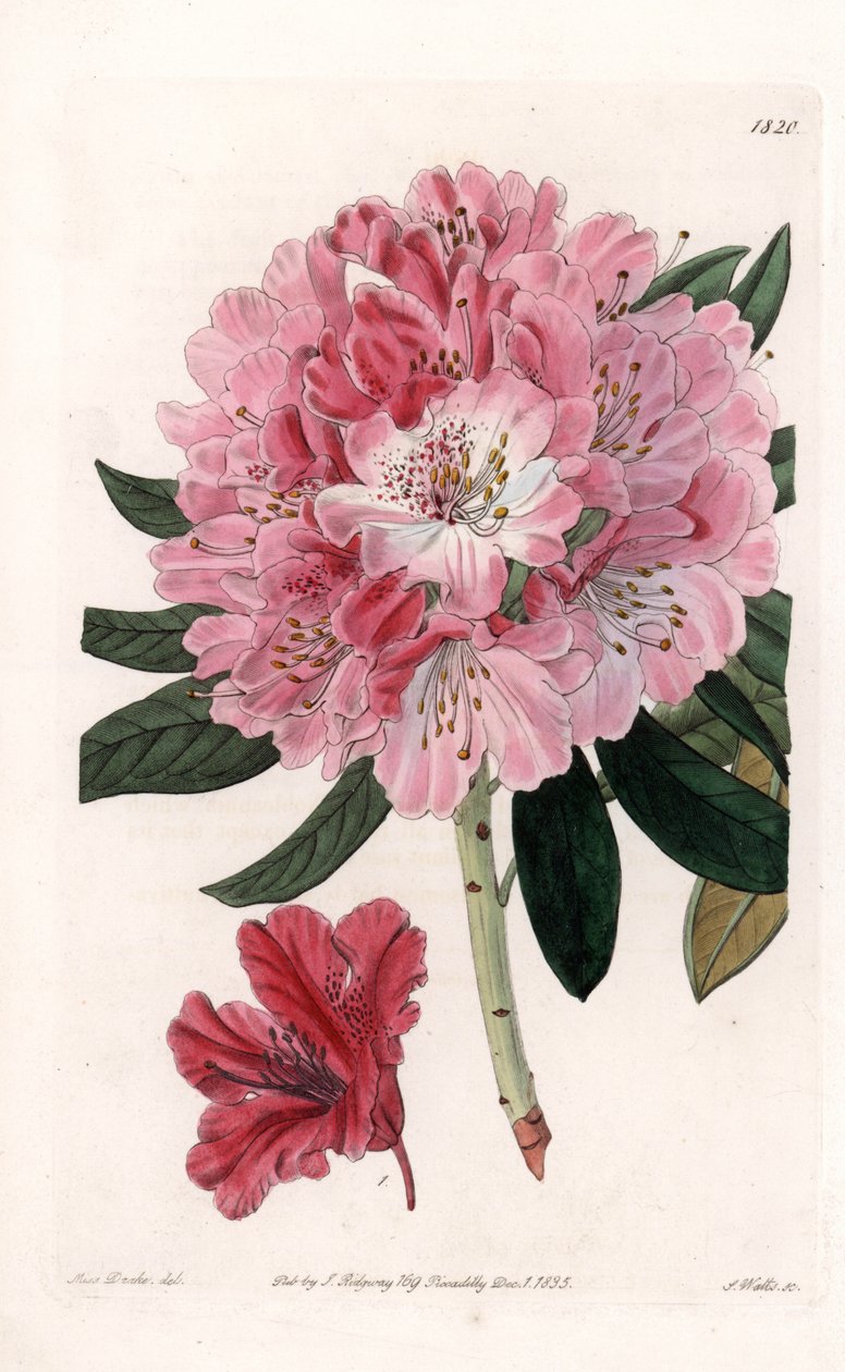 Rhododendron Hybrid Variete - Grawerowane przez S.Wattsa, z ilustracji Sarah Anne Drake (1803-1857), z rejestru botanicznego Sydenham Edwards (1768-1819), Anglia autorstwa Sydenham Teast Edwards