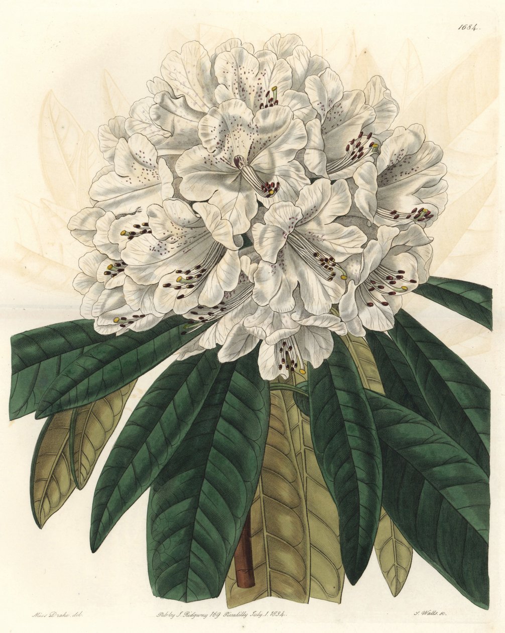 Rododendron lub azalia o białych kwiatach, pochodzący z Nepalu - Water forte autorstwa S. Wattsa z ilustracji Sarah Anne Drake (1803-1857), z rejestru botanicznego autorstwa Sydenham Teast Edwards