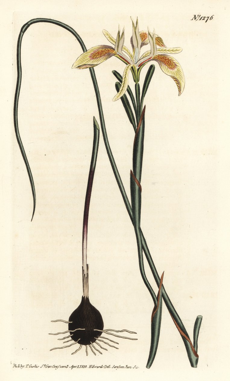 Moraea o liściach zwiniętych, Moraea angusta. Ręcznie kolorowany miedzioryt wykonany przez F. Sansoma Jr. na podstawie ilustracji Sydenhama Edwardsa z "William Curtis