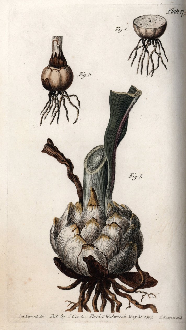 Korzeń i bulwa lilii. Kolorowa miedzioryt, ilustracja Sydenham Edwards (1768-1819) dla Konferencji Botanicznej, Ogród Botaniczny Lambeth (Anglia) autorstwa Sydenham Teast Edwards