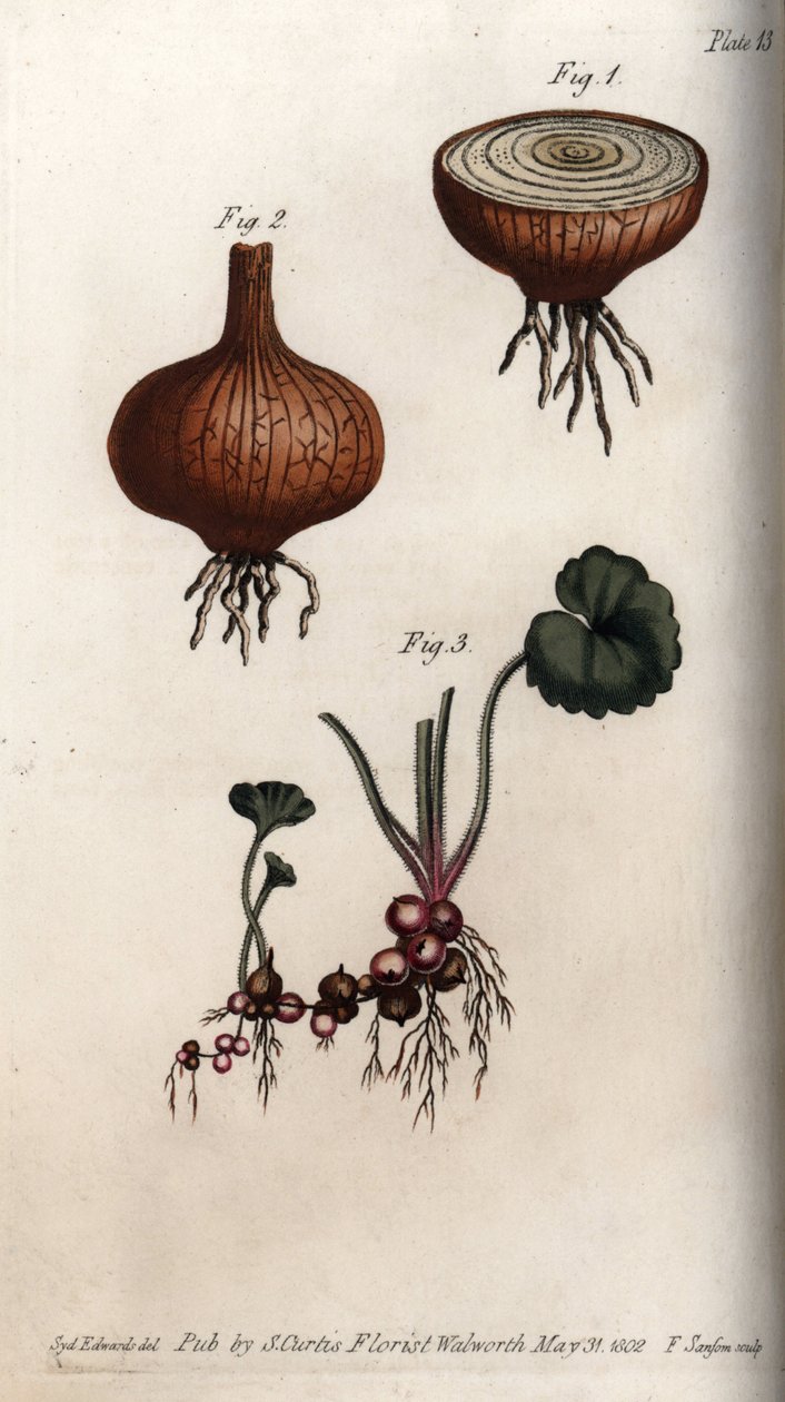 Korzenie i bulwy cebuli i skalnicy, granulki lub tzw. bulbils. Kolorowa miedzioryt, ilustracja Sydenham Edwards (1768-1819) dla Konferencji Botanicznej, Ogród Botaniczny Lambeth (Anglia) autorstwa Sydenham Teast Edwards