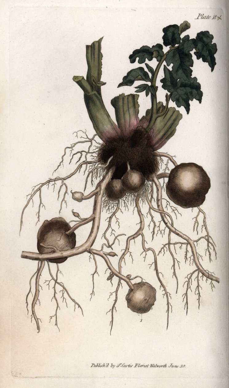 Korzenie i bulwy sadzeniaka. Kolorowa miedzioryt, ilustracja Sydenham Edwards (1768-1819) dla Konferencji Botanicznej, Ogród Botaniczny Lambeth (Anglia) autorstwa Sydenham Teast Edwards
