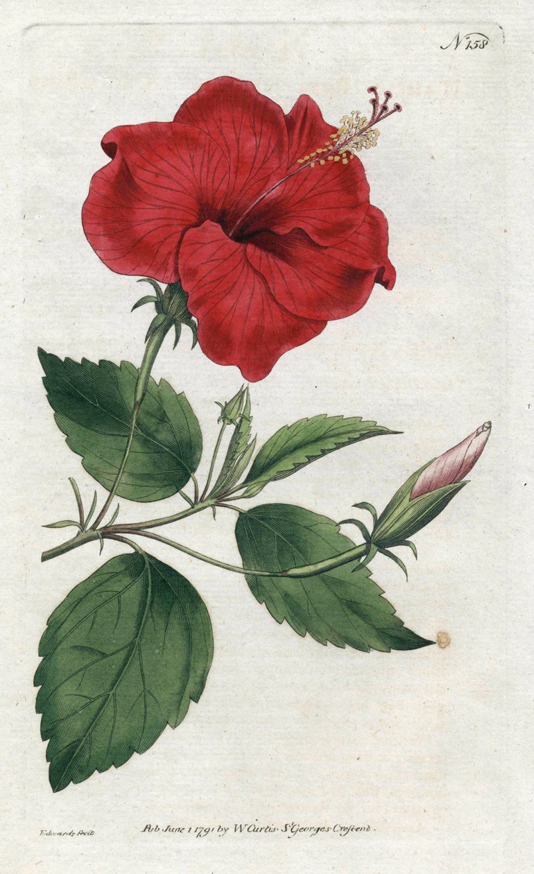 Rose de Chine - Litografia Sydenhama Edwardsa (1768-1819), płyta z magazynu botanicznego Williama Curtisa (1746-1799) autorstwa Sydenham Teast Edwards