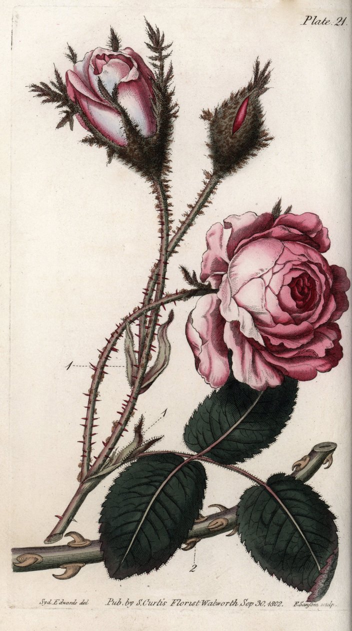 Róża, kwiat róży sto liści. Kolorowa miedzioryt, ilustracja Sydenham Edwards (1768-1819) dla Konferencji Botanicznej, Ogród Botaniczny Lambeth (Anglia) autorstwa Sydenham Teast Edwards