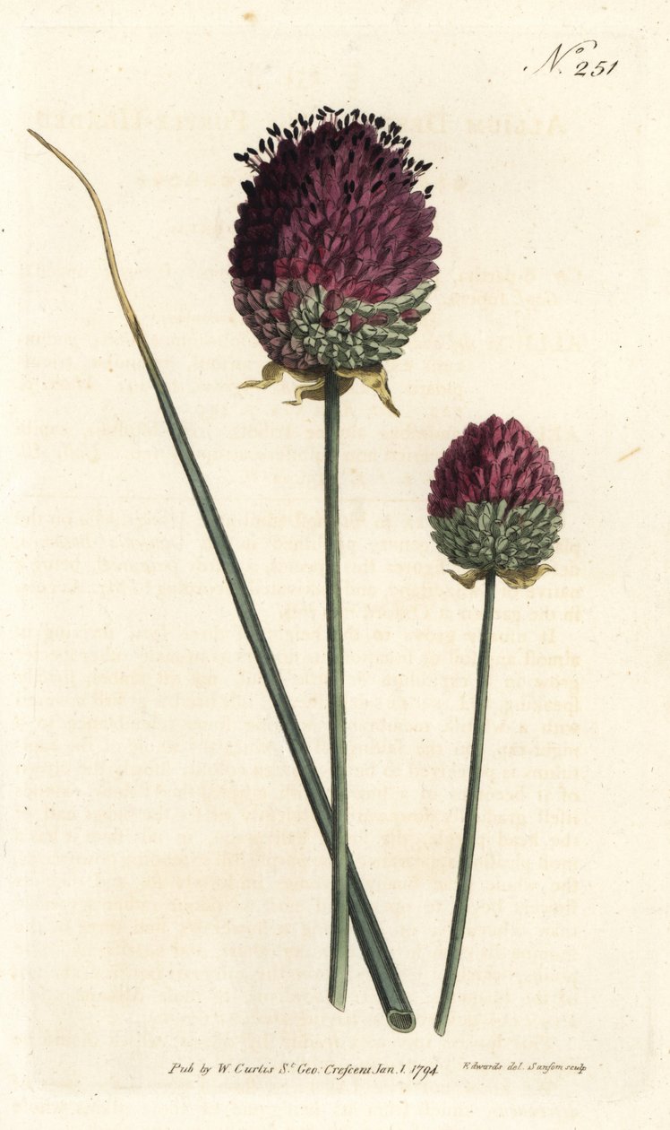 Czosnek okrągłogłowy, Allium sphaerocephalon (Allium descendens, garliczka purpurowogłowa). Ręcznie kolorowany miedzioryt wykonany przez Sansoma na podstawie ilustracji Sydenhama Edwardsa z "William Curtis