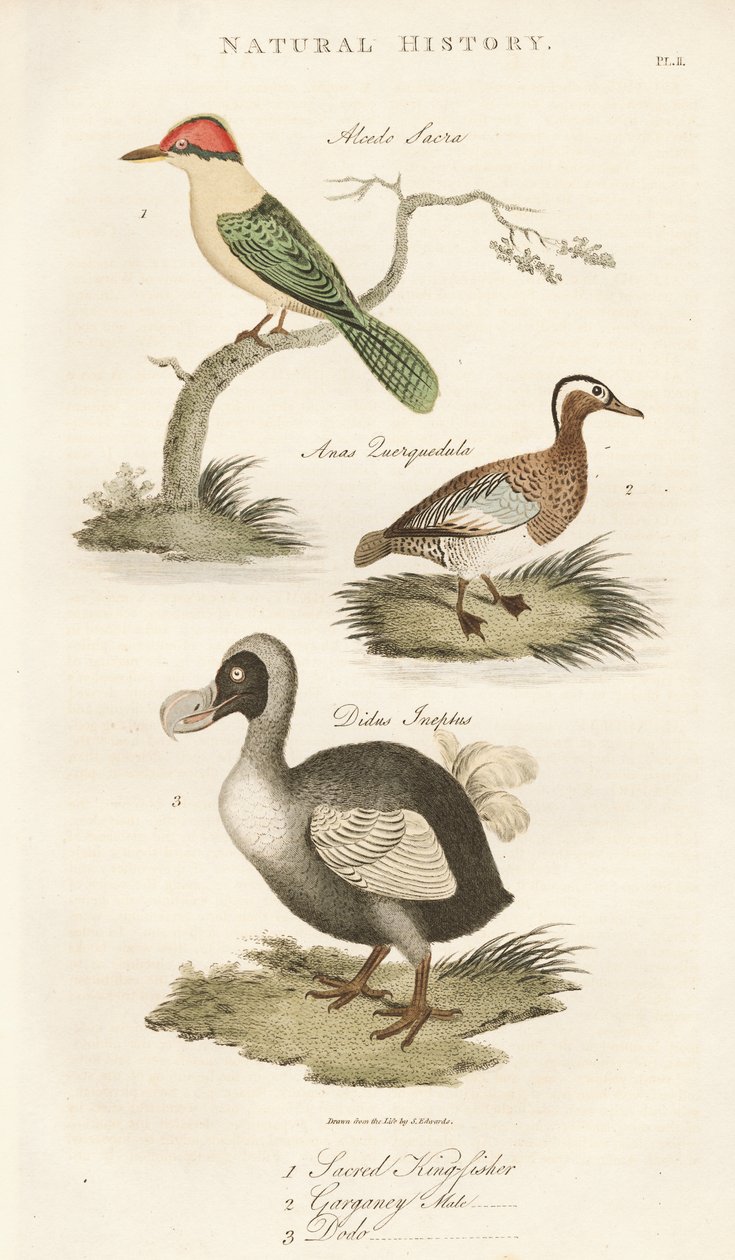 Święty zimorodek, garganey i dodo autorstwa Sydenham Teast Edwards