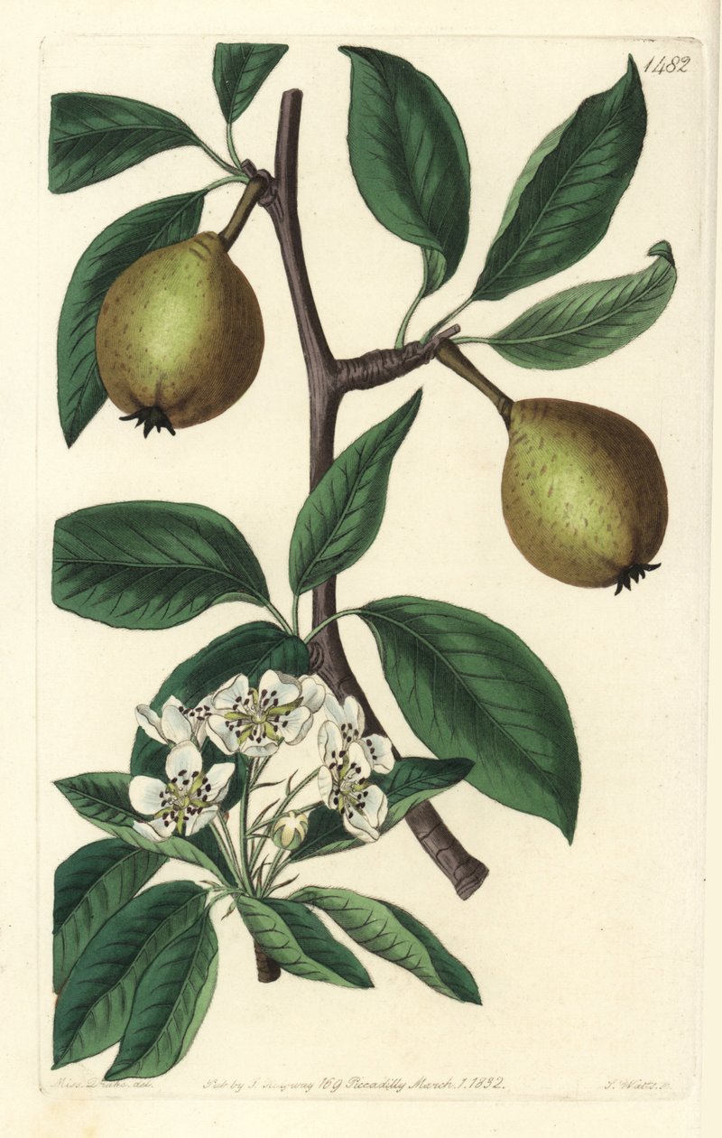 Gruszka szałwiowa - gruszka szałwiowa, Pyrus salviifolia (Pyrus salvifolia). Ręcznie barwiony miedzioryt autorstwa S. Wattsa według ilustracji Sarah Drake z Sydenham Edwards