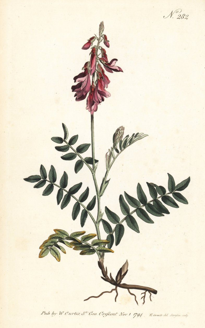 Sainfoin des Alpes - Sainfoin alpejski, Hedysarum hedysaroides (pełzające ukorzenione hedysarum obscurum) - Ręcznie barwiony miedzioryt wykonany przez firmę Sansom na podstawie ilustracji Sydenhama Edwardsa z magazynu Botanical Magazine Williama Curtisa, L autorstwa Sydenham Teast Edwards