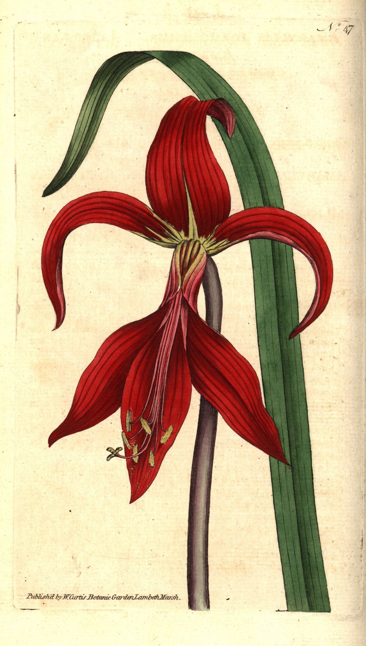 Saint James Lily - lilia Jakubowa lub lilia aztecka, Sprekelia formosissima (jacobean amarylis, Amaryllis formosissima). Ręcznie kolorowany miedzioryt i ilustracja botaniczna autorstwa Jamesa Sowerby z The Botanical Magazine Williama Curtisa, Lambeth Marsh autorstwa Sydenham Teast Edwards