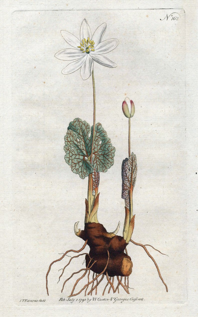 Sanguinaire du Canada - Litografia Sydenhama Edwardsa (1768-1819), płyta z magazynu botanicznego Williama Curtisa (1746-1799) autorstwa Sydenham Teast Edwards