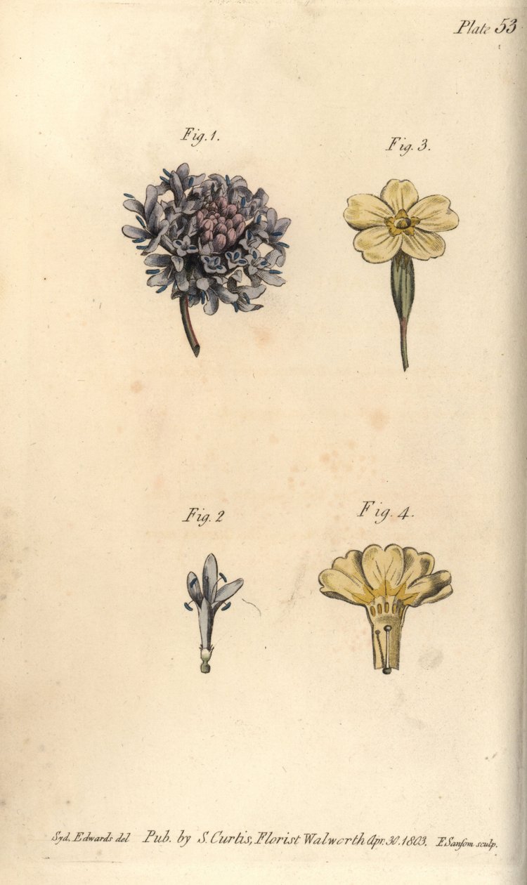 Świerzbowiec, Scabiosa atropurpurea, Tetrandria autorstwa Sydenham Teast Edwards