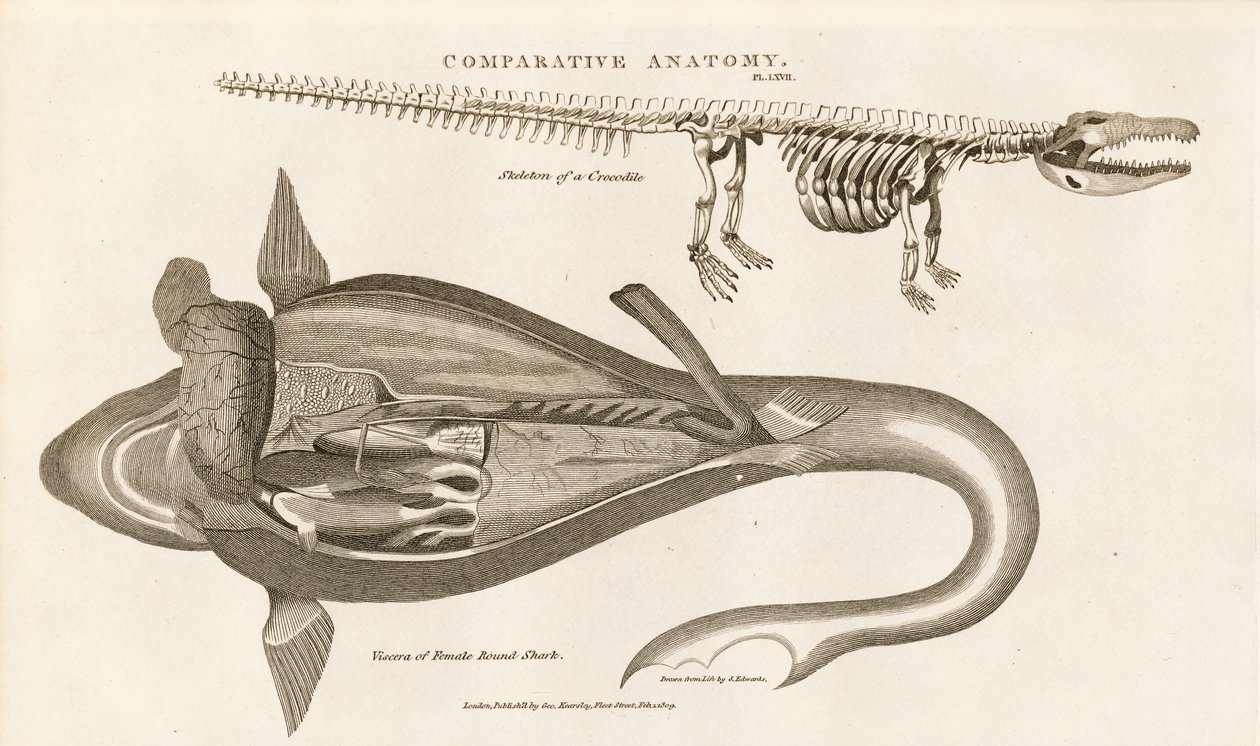 Anatomia rekina i szkielet krokodyla autorstwa Sydenham Teast Edwards