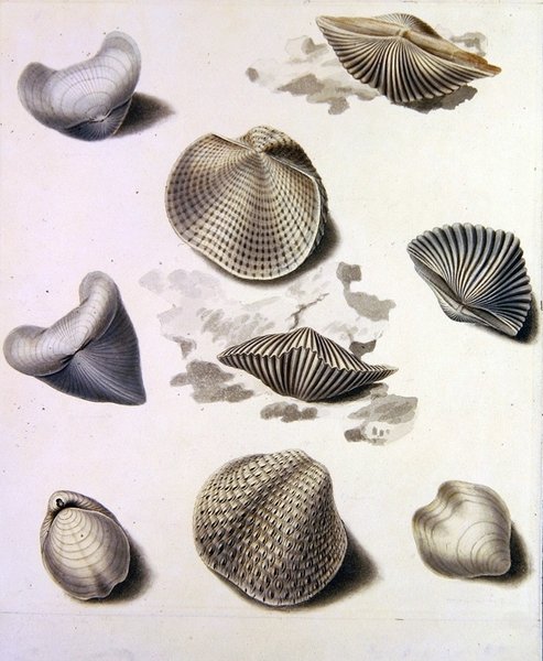 Muszle i morska flora (ołówek, pióro, tusz i akwarela na papierze) (patrz także 351984, 351986 i 351987) autorstwa Sydenham Teast Edwards