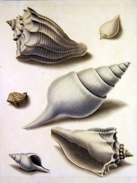 Muszle i flora morska (ołówek, długopis, tusz i akwarela na papierze) (zob. również 351984, 351985 i 351987) autorstwa Sydenham Teast Edwards