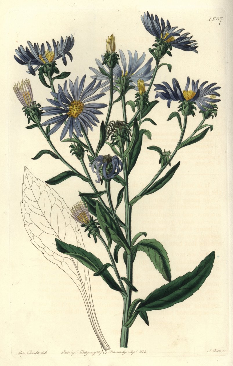 Ostry aster, Aster spectabilis. Ręcznie barwiony miedzioryt autorstwa S. Wattsa według ilustracji panny Sarah Drake z rejestru botanicznego Sydenham Edwards, Ridgeway, Londyn autorstwa Sydenham Teast Edwards