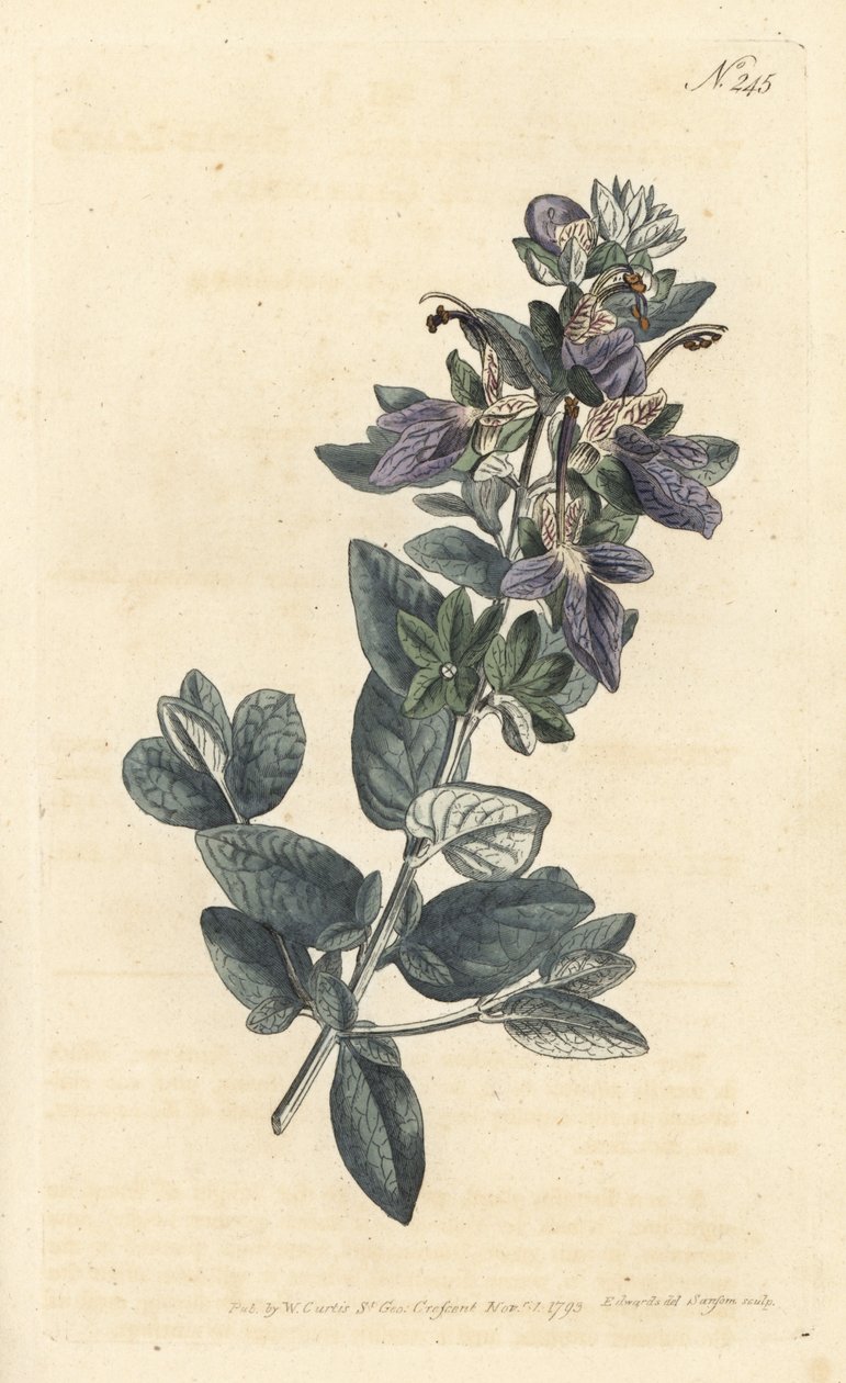 Omanka krzewiasta, Teucrium fruticans (Teucrium latifolium) - Ręcznie barwiony miedzioryt wykonany przez Sansoma na podstawie ilustracji Sydenhama Edwardsa autorstwa Williama Curtisa Botanical Magazine, Londyn autorstwa Sydenham Teast Edwards