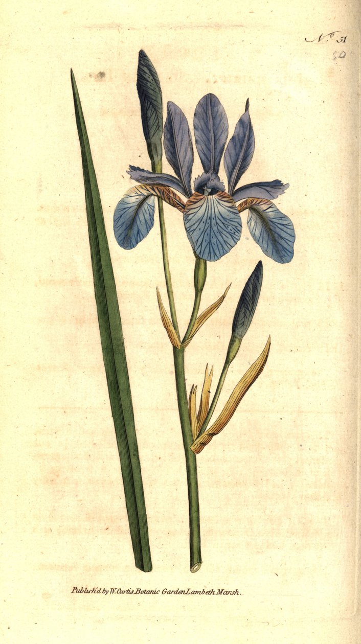 Irys syberyjski - irys syberyjski, Iris sibirica. Ręcznie kolorowany miedzioryt na podstawie ilustracji botanicznej autorstwa Jamesa Sowerby