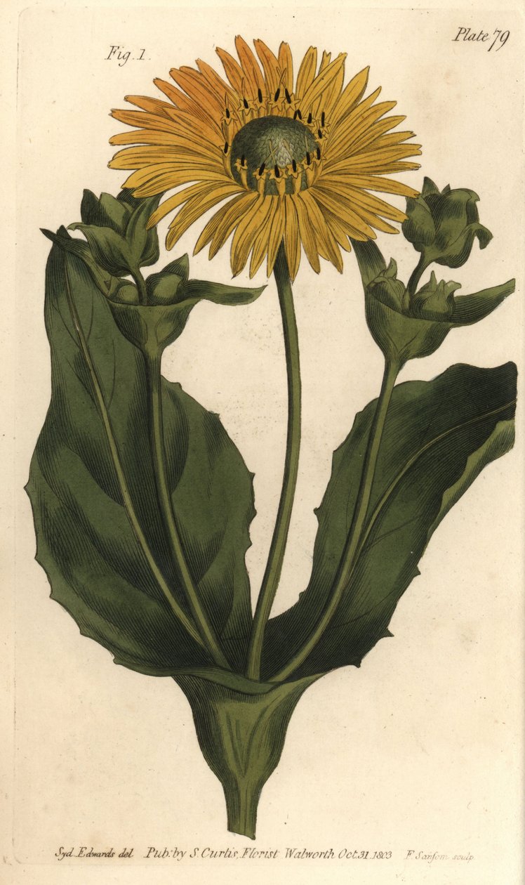Silphium lub Rosinweed, Silphium asteriscus, Polygamia nessaria. Ręcznie kolorowany miedzioryt autorstwa F. Sansoma przedstawiający ilustrację botaniczną Sydenhama Edwardsa do wykładów Williama Curtisa na temat botaniki, dostarczony w Ogrodzie Botanicznym  autorstwa Sydenham Teast Edwards