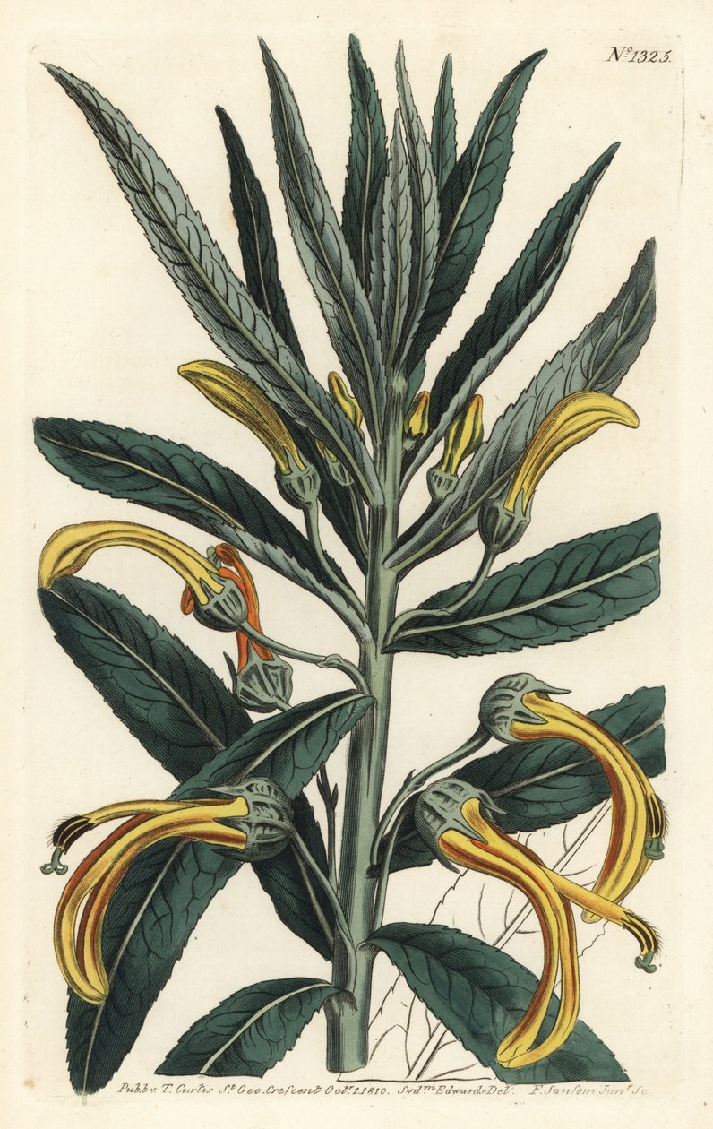 Siphocampylus giganteus, zagrożony (Lobelia olbrzymia, Lobelia gigantea). Ręcznie barwiony miedzioryt autorstwa F. Sansoma Jr. według ilustracji Sydenhama Edwardsa z magazynu botanicznego Williama Curtisa, T. Curtis, Londyn autorstwa Sydenham Teast Edwards