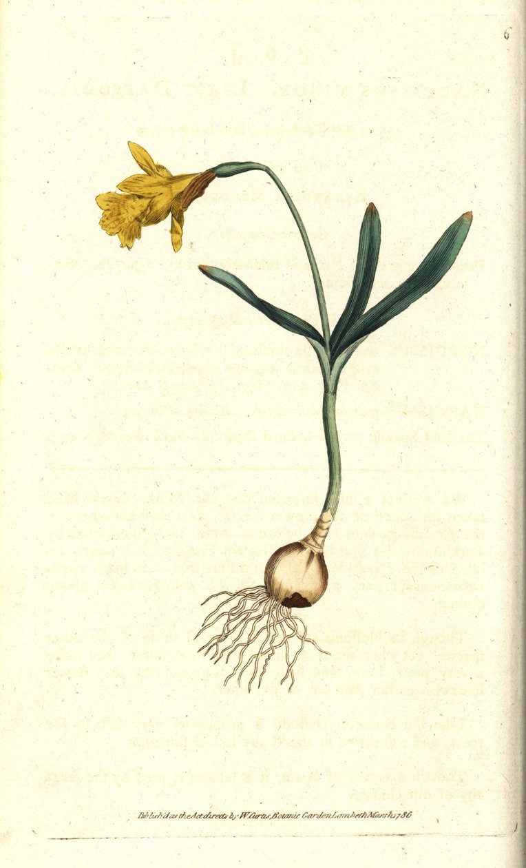 Narcyz mały - Najmniej narcyzów, Narcissus pseudonarcissus subsp. małoletni (Narcyz minor). Ręcznie kolorowany miedzioryt według ilustracji botanicznej autorstwa Jamesa Sowerby