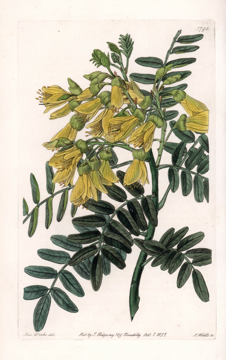 South American sophora variete - Grawerowane przez S.Wattsa, z ilustracji Sarah Anne Drake (1803-1857), z rejestru botanicznego Sydenham Edwards (1768-1819), Anglia autorstwa Sydenham Teast Edwards