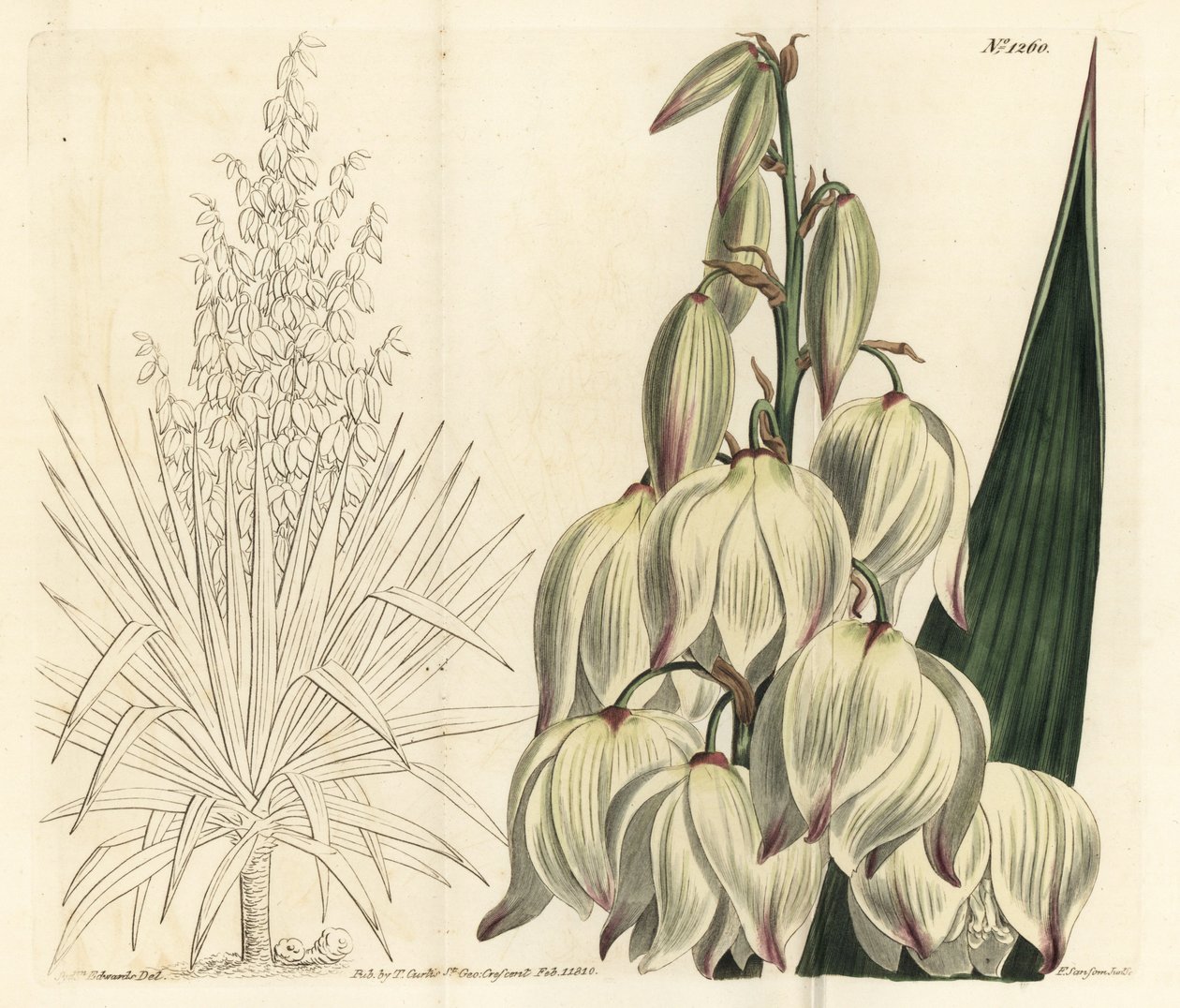 Hiszpański sztylet lub wspaniała igła Adama, Yucca gloriosa. Ręcznie barwiony miedzioryt autorstwa F. Sansoma Jr. według ilustracji Sydenhama Edwardsa z magazynu botanicznego Williama Curtisa, T. Curtis, Londyn autorstwa Sydenham Teast Edwards