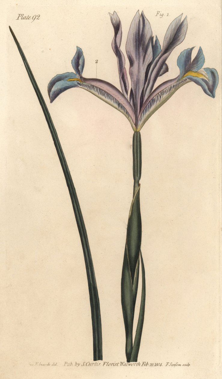 Irys hiszpański, Iris xiphium. Ręcznie kolorowany miedzioryt autorstwa F. Sansoma przedstawiający ilustrację botaniczną Sydenhama Edwardsa do wykładów Williama Curtisa na temat botaniki, dostarczony w Ogrodzie Botanicznym w Lambeth autorstwa Sydenham Teast Edwards