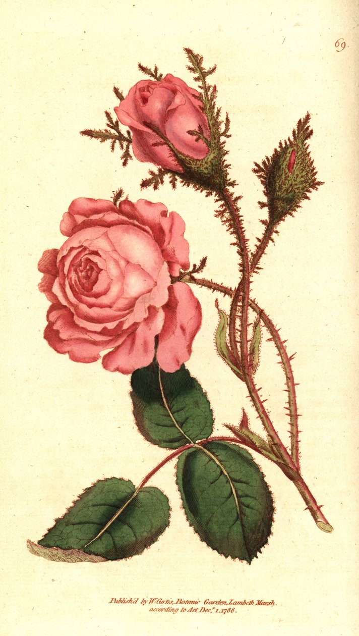 Róża musująca (róża musująca) - Różowy mech, Rosa centifolia f. muscosa (Rosa muscosa). Ręcznie kolorowany miedzioryt według ilustracji botanicznej z The Botanical Magazine Williama Curtisa, Lambeth Marsh, Londyn autorstwa Sydenham Teast Edwards