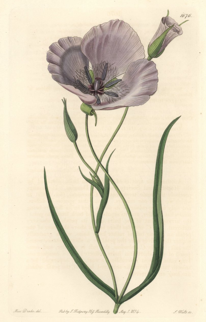 Splendid calochorte (splendid mariposa), pochodzący z Kalifornii - Satiny calochortus lub splendid mariposa lily, Calochortus splendens, Pochodzący z Kalifornii - Ręcznie barwiony miedzioryt S. Watts według ilustracji panny Drake, z Sydenham Edwar autorstwa Sydenham Teast Edwards