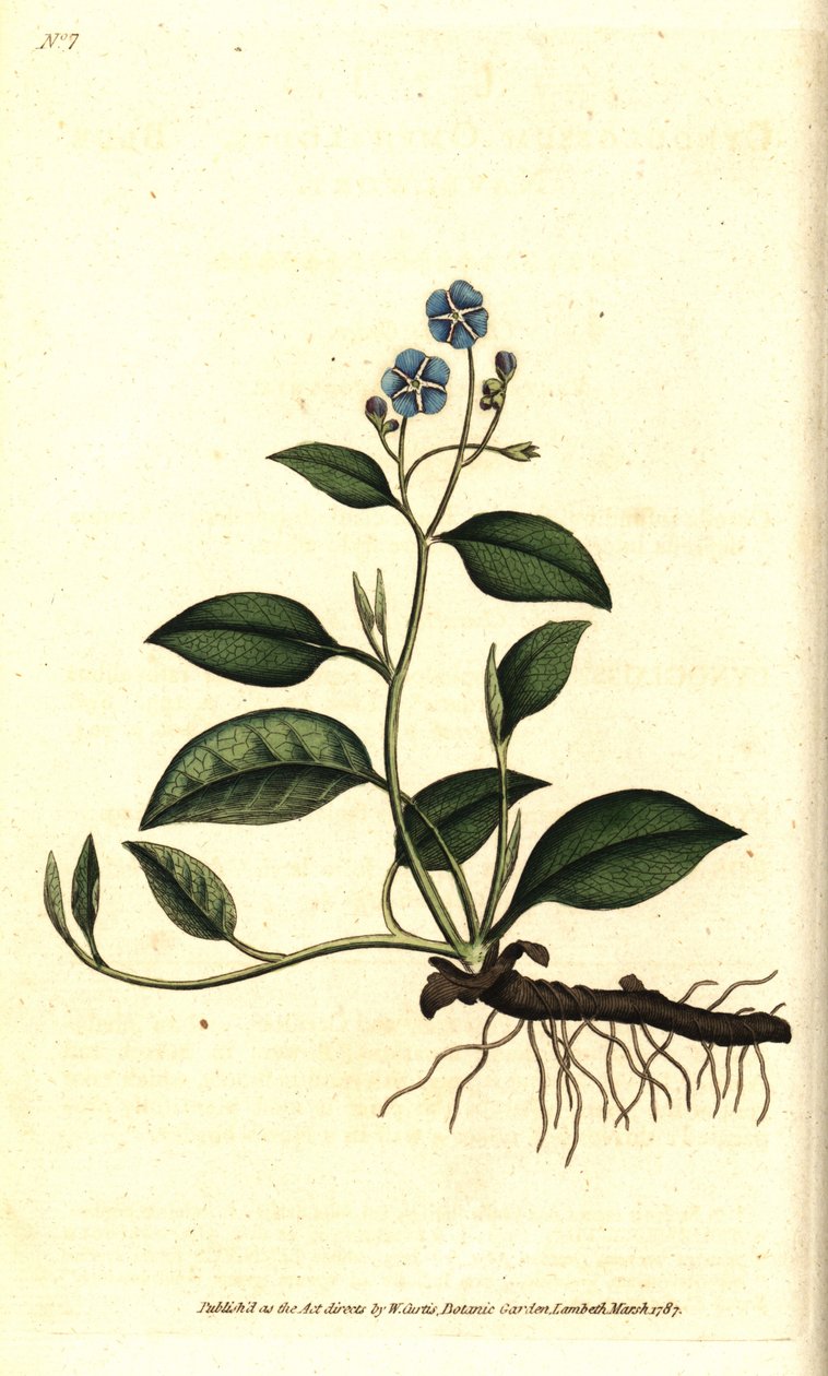 Wiosenny Omphalodes lub Printaniere Little Borage - Pnący navelwort, Omphalodes verna (niebieski navelwort, Cynoglossum omphalodes). Ręcznie kolorowany miedzioryt według ilustracji botanicznej autorstwa Jamesa Sowerby