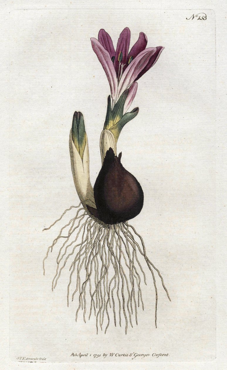 Spring bulbocode lub campanette - Litografia Sydenhama Edwardsa (1768-1819), z Botanical Magazine Williama Curtisa (1746-1799) autorstwa Sydenham Teast Edwards