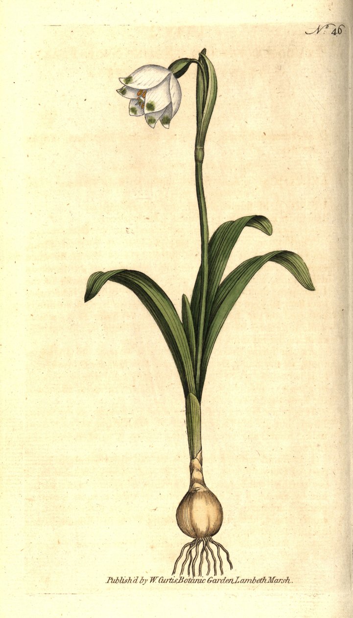 Poziom wiosenny lub Claudinette - Wiosenny płatek śniegu, Leucojum vernum. Ręcznie kolorowany miedzioryt według ilustracji botanicznej autorstwa Jamesa Sowerby