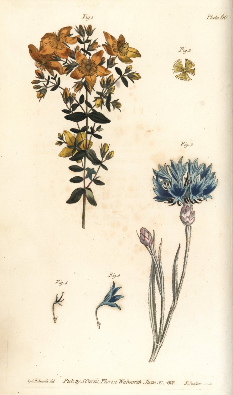 ziele dziurawca, Hypericum perforatum, Polyadelphia autorstwa Sydenham Teast Edwards