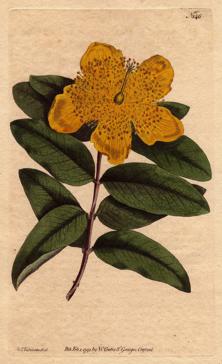 Ziele dziurawca o szerokich żółtych kwiatach. Ziele dziurawca wielkokwiatowego z żółtymi kwiatami. Calycinum Hypericum. Ręcznie kolorowany miedzioryt z ilustracji botanicznej Sydenhama Edwardsa z „”Magazynu Botanicznego” Williama Curtisa” 1790-1800. autorstwa Sydenham Teast Edwards