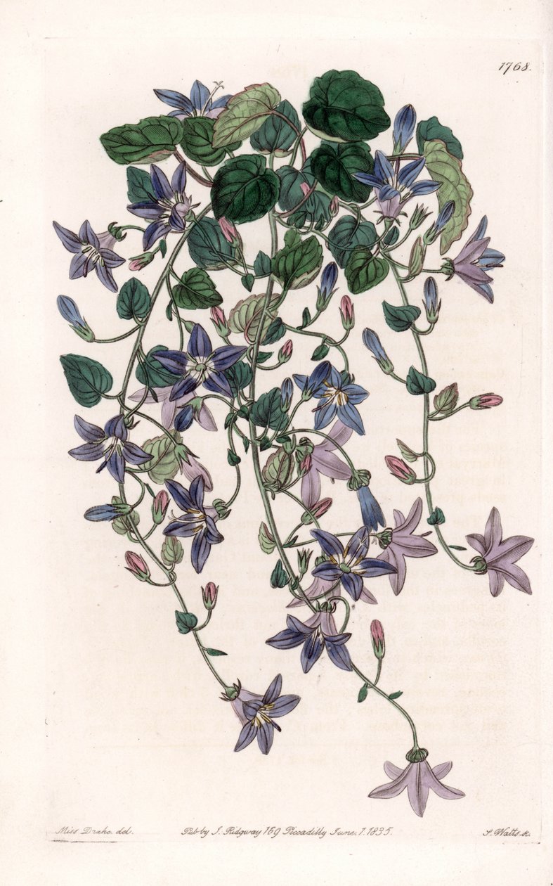 Dzwonek gwiazda - Talerz grawerowany przez S.Wattsa, z ilustracji Sarah Anne Drake (1803-1857), z rejestru botanicznego Sydenham Edwards (1768-1819), Anglia autorstwa Sydenham Teast Edwards