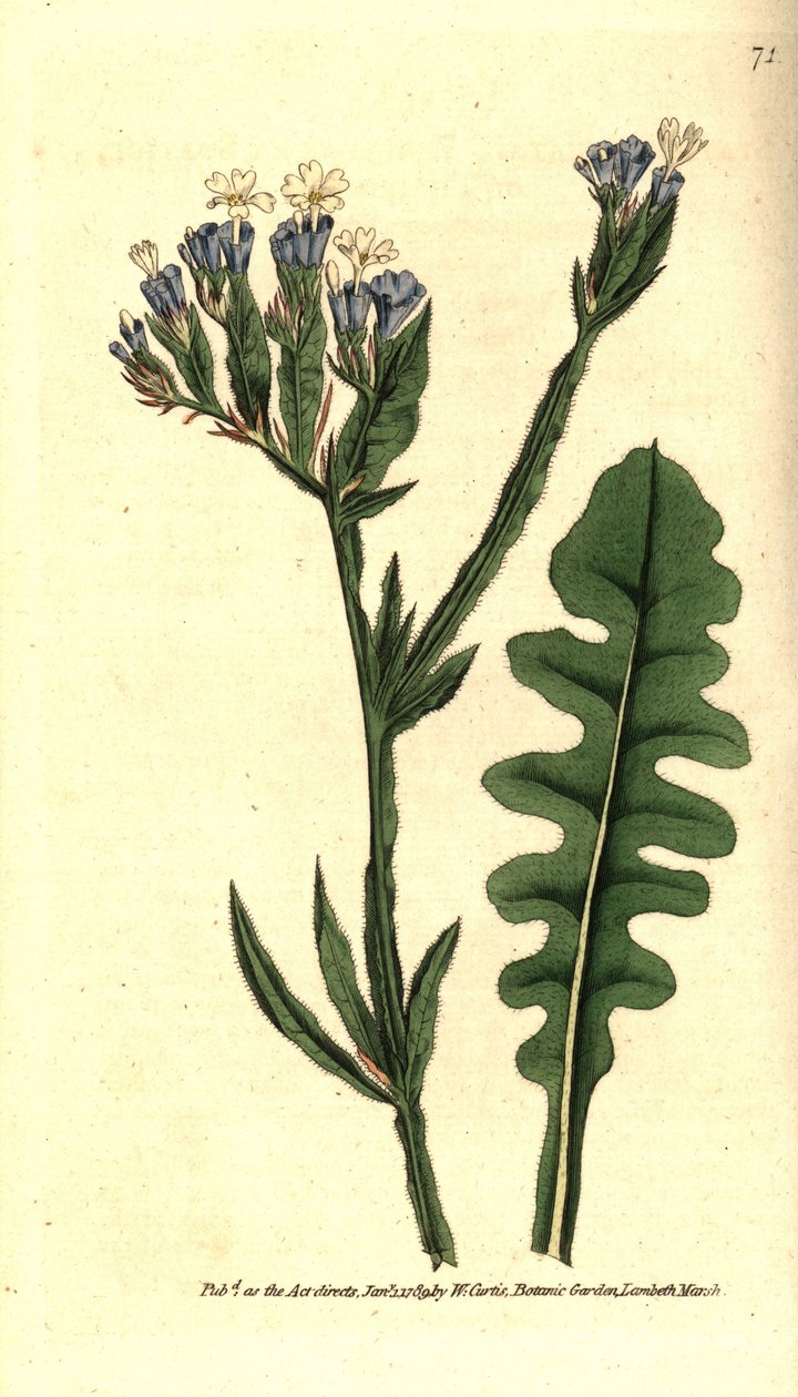 Statice sinue lub Limonium z falistymi liśćmi - Lawenda morska, Limonium sinuatum (Purple-cup 