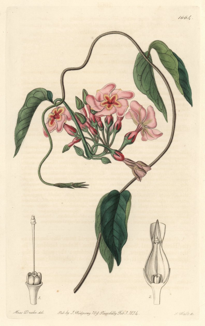 Gwiezdny echite, pochodzący z Brazylii - Water forte autorstwa S. Wattsa z ilustracji Sarah Anne Drake (1803-1857), z rejestru botanicznego autorstwa Sydenham Teast Edwards