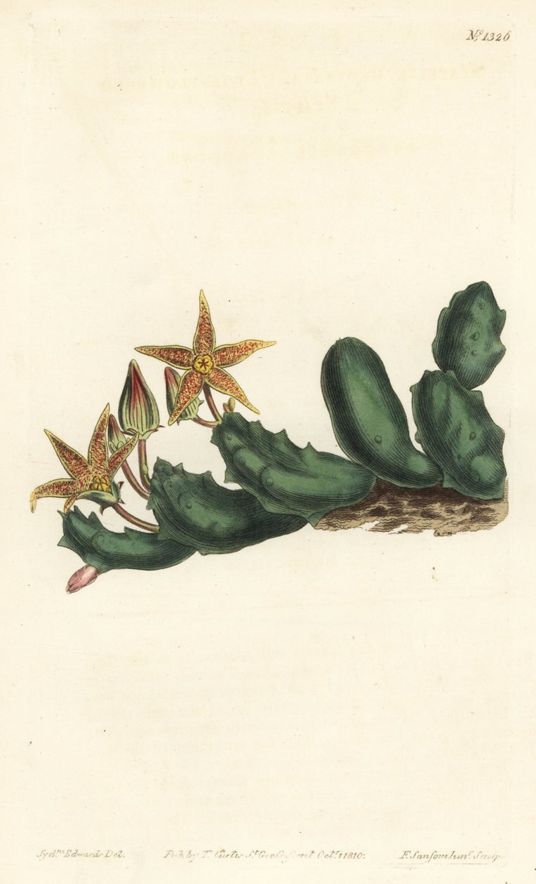 Stisseria geminata (Stapelia dwukwiatowa, Stapelia geminata). Ręcznie barwiony miedzioryt autorstwa F. Sansoma Jr. według ilustracji Sydenhama Edwardsa z magazynu botanicznego Williama Curtisa, T. Curtis, Londyn autorstwa Sydenham Teast Edwards