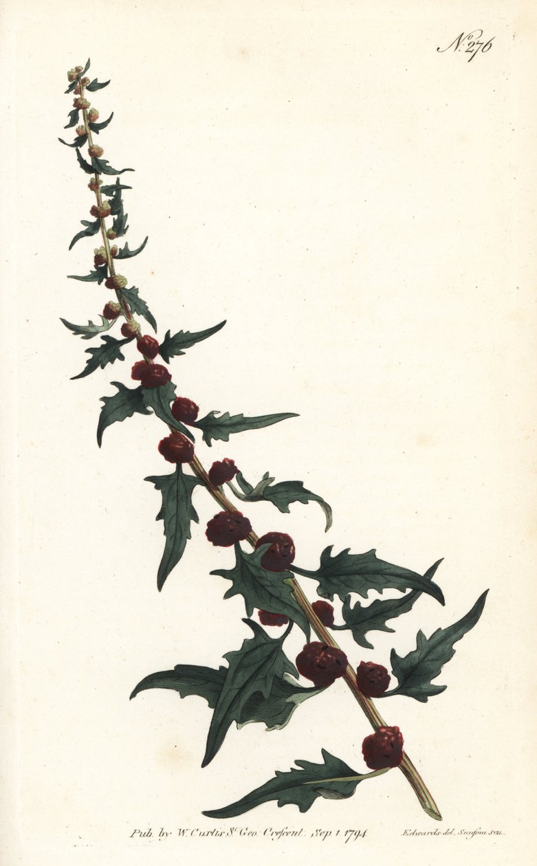 Szpinak truskawkowy w bagietce - Gęsiostopy liściaste, Chenopodium foliosum (Blite truskawkowy, Blitum virgatum). Ręcznie barwiony miedzioryt autorstwa Sansoma według ilustracji Sydenhama Edwardsa z magazynu Botanical Magazine Williama Curtisa, Londyn autorstwa Sydenham Teast Edwards