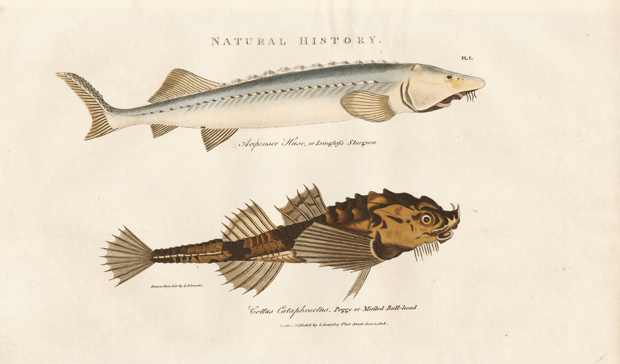 Sturgeon i Pogge autorstwa Sydenham Teast Edwards