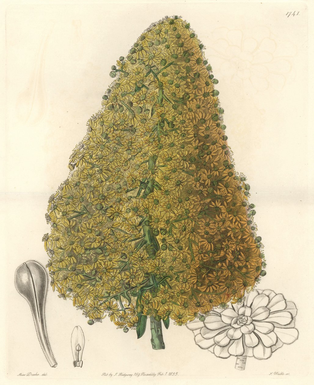Sukulent, kwiat Aenium, pochodzący z Wysp Kanaryjskich - Mocna woda autorstwa S. Wattsa z ilustracji Sarah Anne Drake (1803-1857), z rejestru botanicznego autorstwa Sydenham Teast Edwards