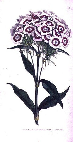 Sweet William lub Bearded Pink (Dianthus barbatus), tablica 205 z „The Botanical Magazine” (lub „Flower Garden Displayed”) Williama Curtisa, grawerowana przez artystę, wyd. 1792 (grawerowanie) autorstwa Sydenham Teast Edwards