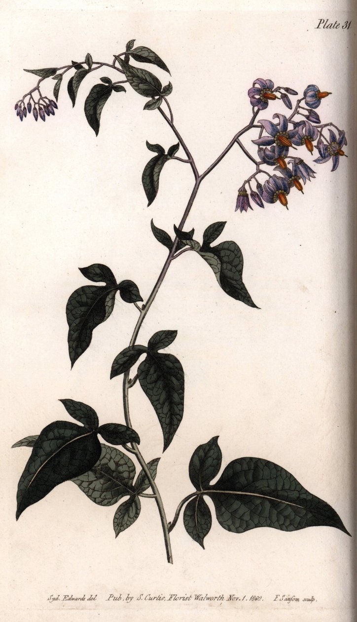 Słodko-gorzka lub słodko-gorzka wilcza jagoda. Kolorowa miedzioryt, ilustracja Sydenham Edwards (1768-1819) dla Konferencji Botanicznej, Ogród Botaniczny Lambeth (Anglia) autorstwa Sydenham Teast Edwards